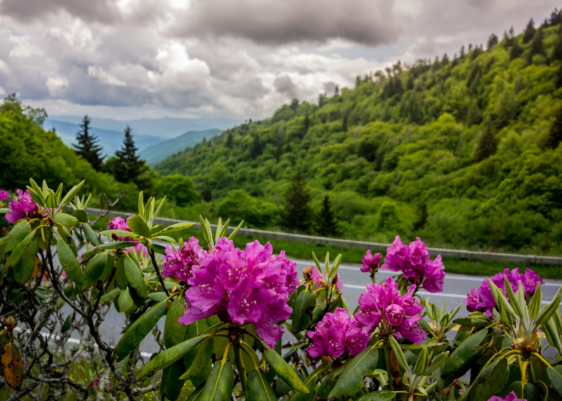The Sweet Side of the Smokies
